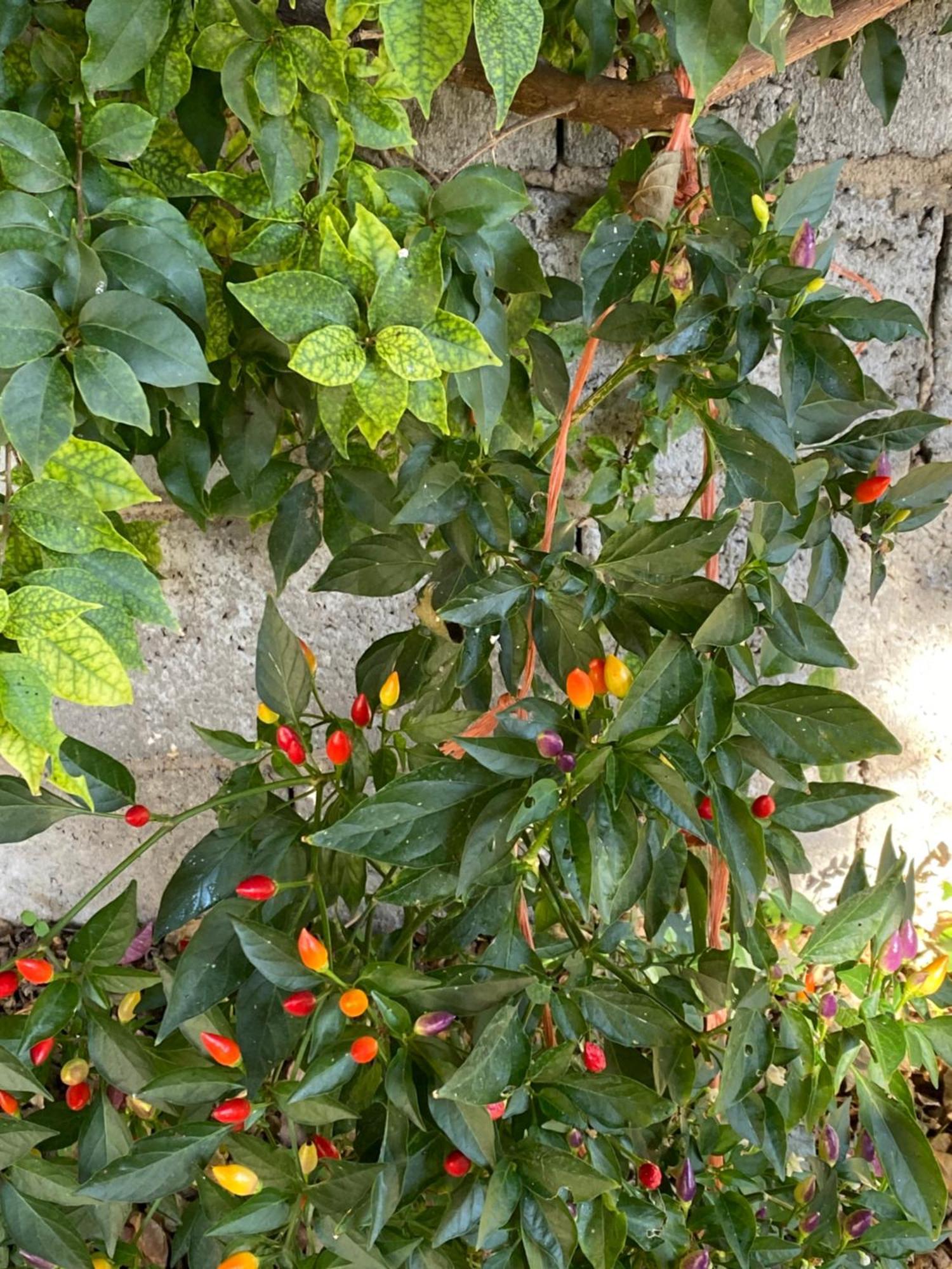 Bed and Breakfast L'Incognita San Nicolo d'Arcidano Exterior foto